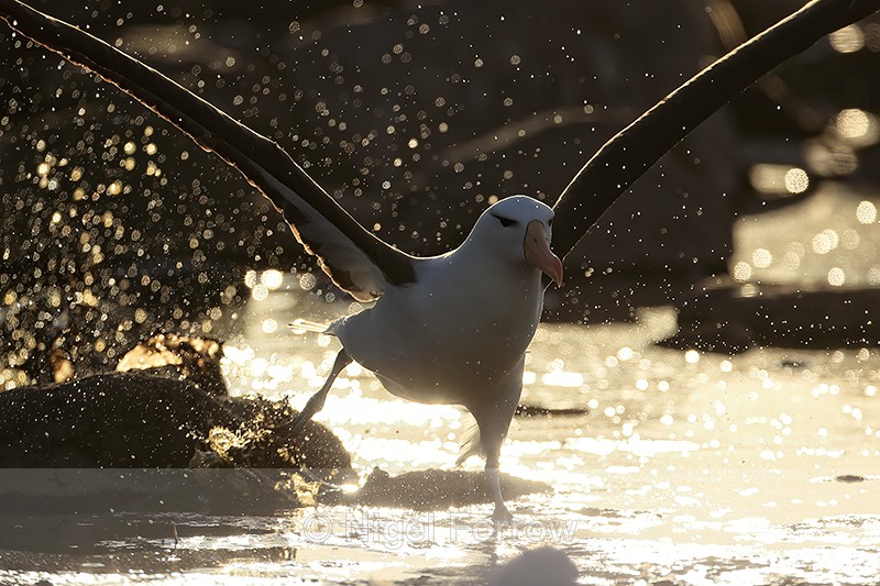 Black-browed Albatross, specular highlights at sunset, Steeple Jason - Black-browed Albatross