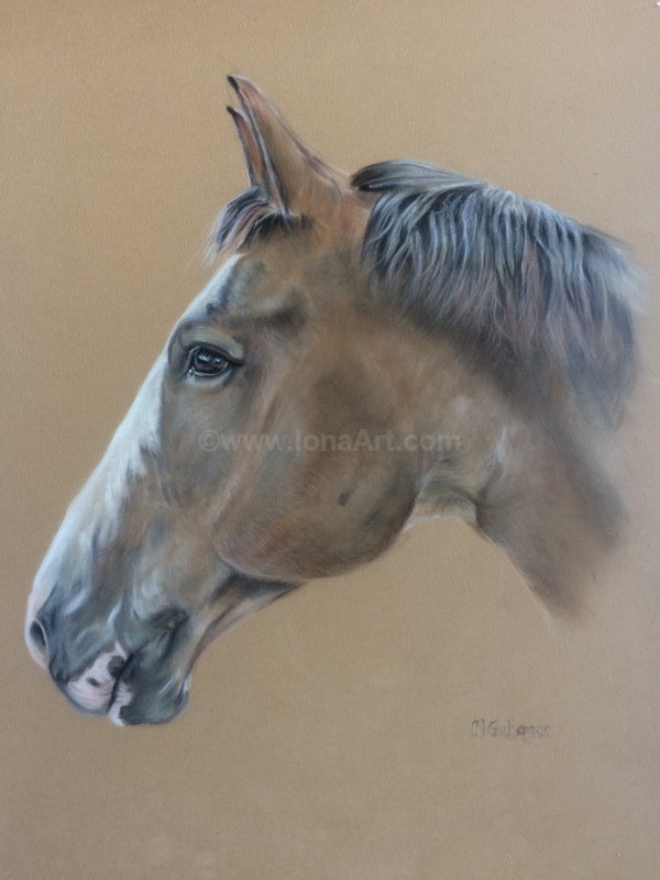  - Pet Portraits