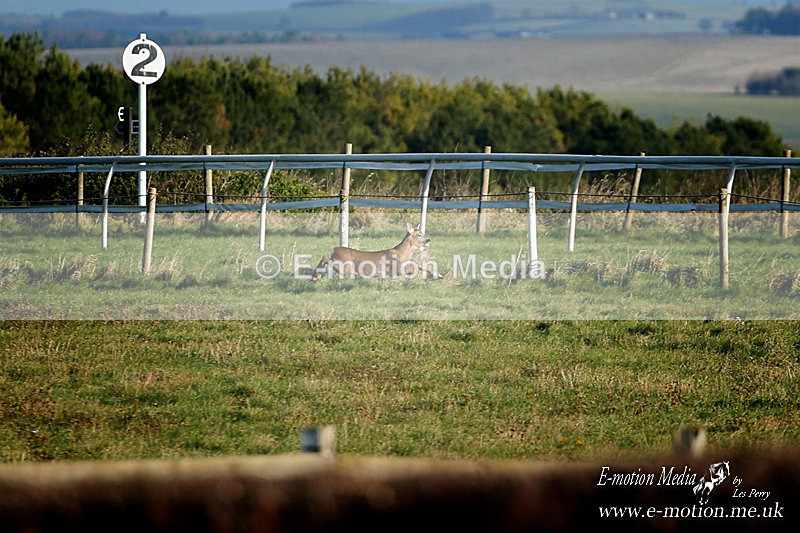 PtP 121220 073 - Avon Vale Races Larkhill 12/12/20