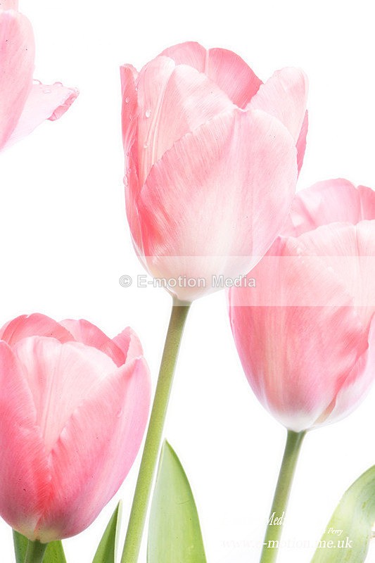 060420 -185524 copya - Nature