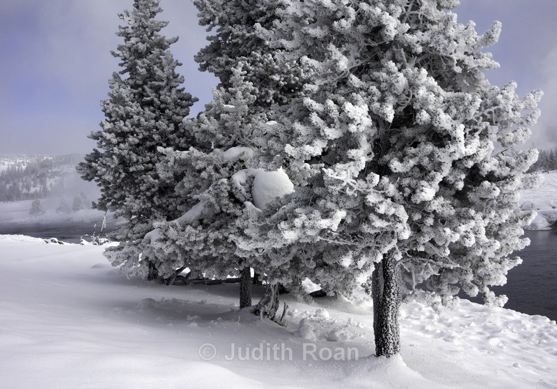 Yellowstone Frost - Yellowstone