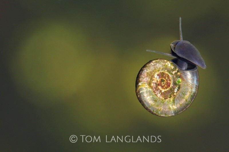 Water Snail - Macro