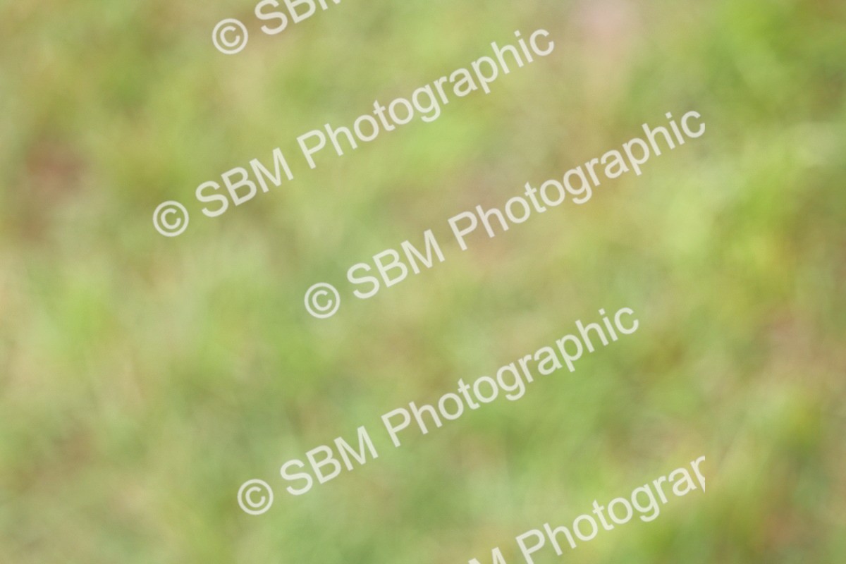 SBM_02913 - Class 9-11 Side Saddle including LIHS Rising Star Ladies Show Horse