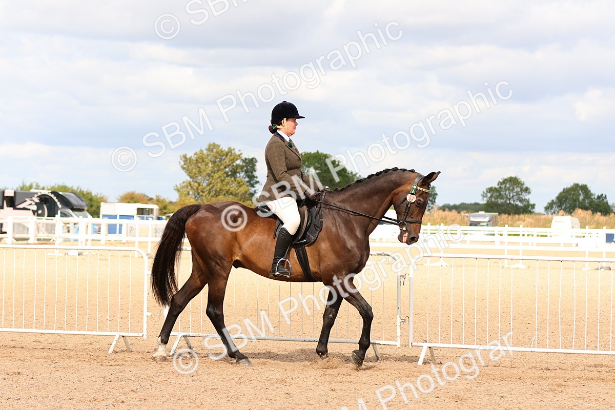 SBM_14080 - Class 213 - Ridden Hack Riding Horse