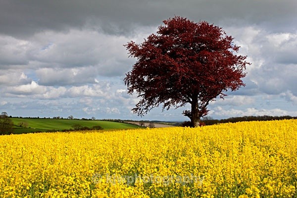copper, beech, tree, dorset, landscape, kjw, spring