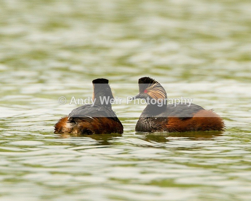 20110416-IMG_3741 - Black-necked Grebe