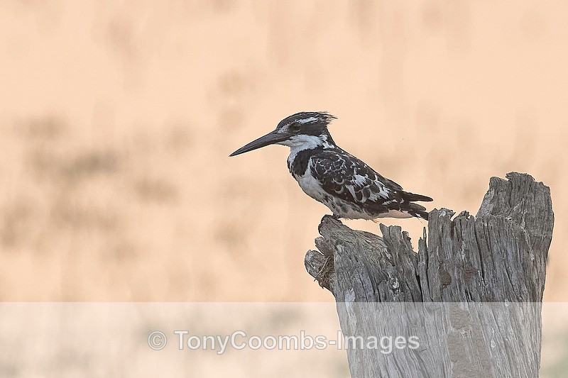 Pied  Kingfisher - Mana Pools ~ The Birds