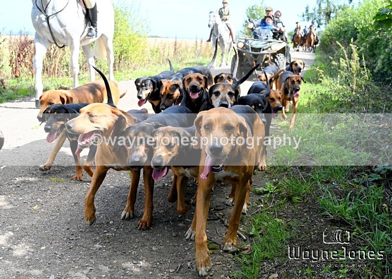 WJ7_0481 - Berks & Bucks - Hound Exercise – Kennels 06-09-26