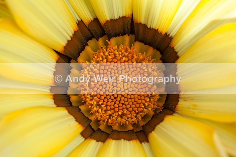 20110620-IMG_6074 - Plants & Flowers
