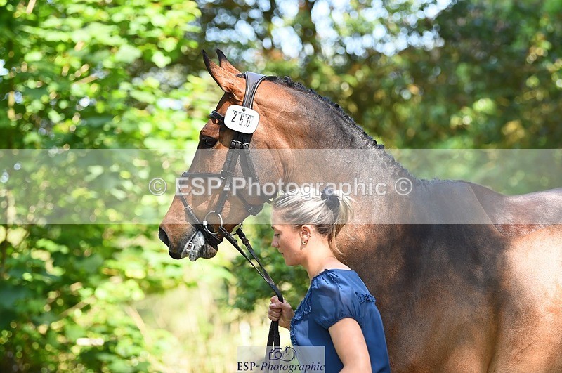 230524-161316-00769 - 256-ALS_RUSSIAN_ROLEX-Jemima_Howden-WEDTrotUp+DR