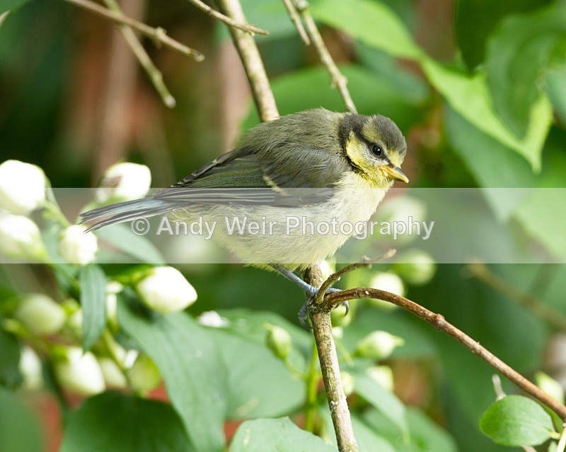 20110530-IMG_5500-441 - Great Tit