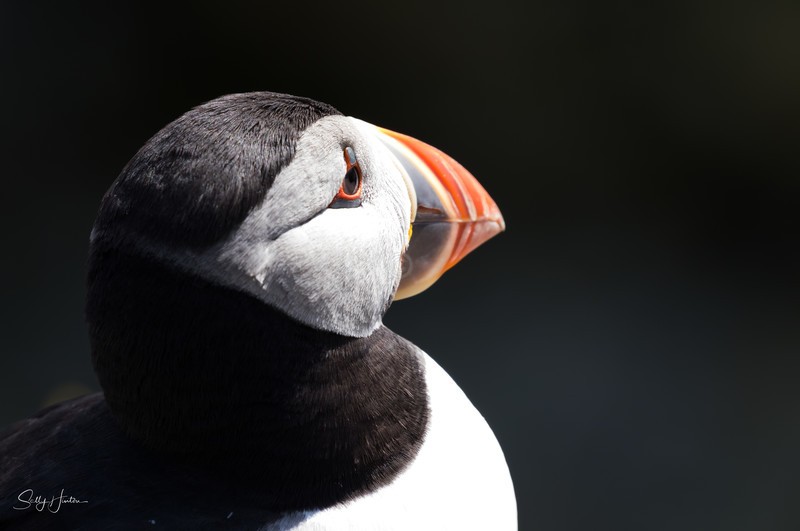 Puffen Portrait - Puffins