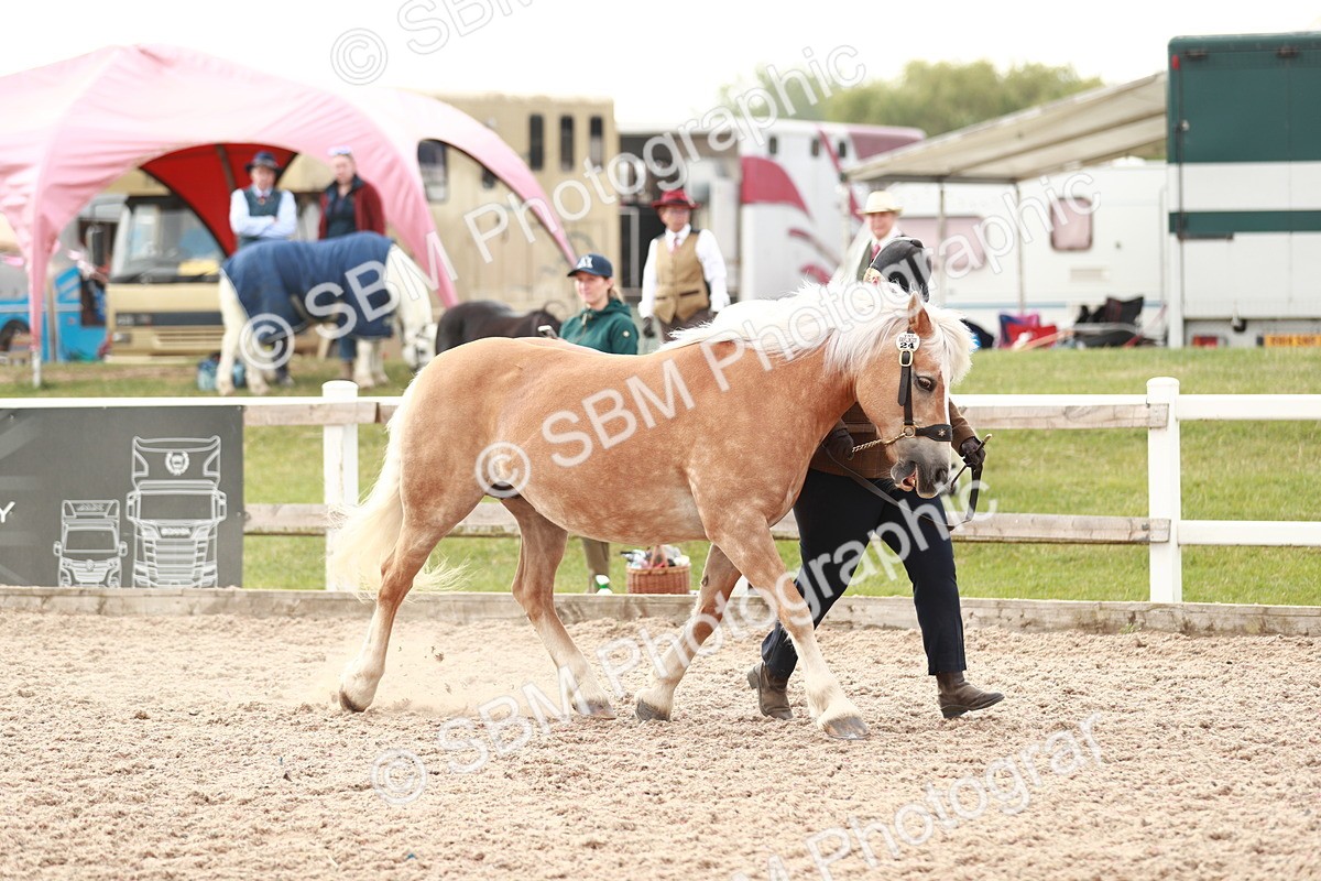 SBM_11796 - Class 206 IH Non Show Type Pony