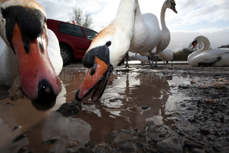 Urban swans wide angle photography_00453 - Birds, swans and gulls