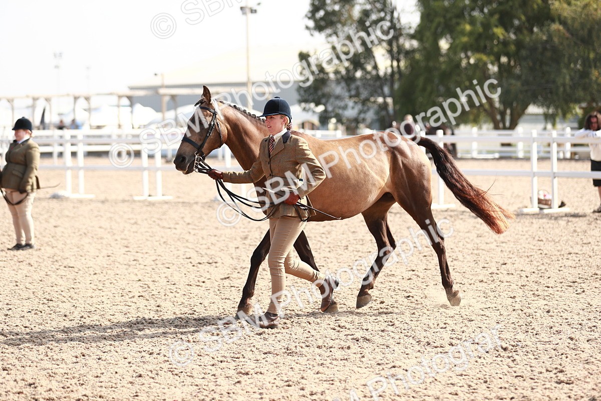 SBM_11092 - Class 205 IH Show Pony/ Show Hunter Pony