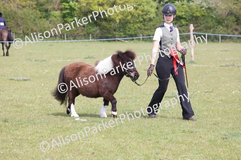 20260426-3241 - Class 26 - Shetland Ponies and Minitures