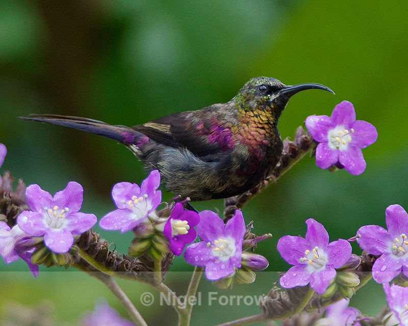 Tacazze Sunbird (male) perched amongst some flowers - Tacazze Sunbird