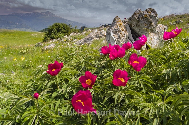 - Plants: wide-angle
