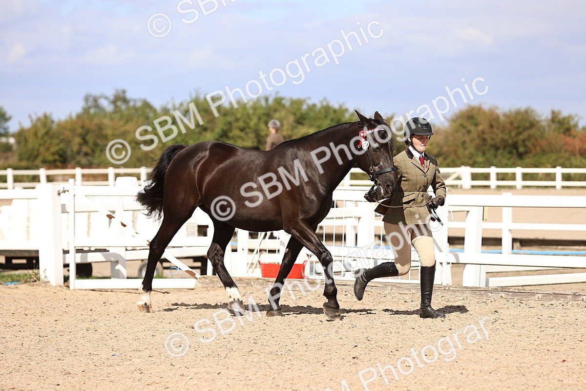 SBM_14268 - Class 411 - Prettiest Mare (IH OR Ridden) Adult