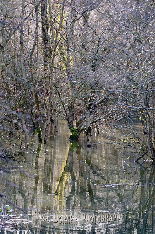 Spring Crystal - Winter in The Forest of  Dean & Wye Valley