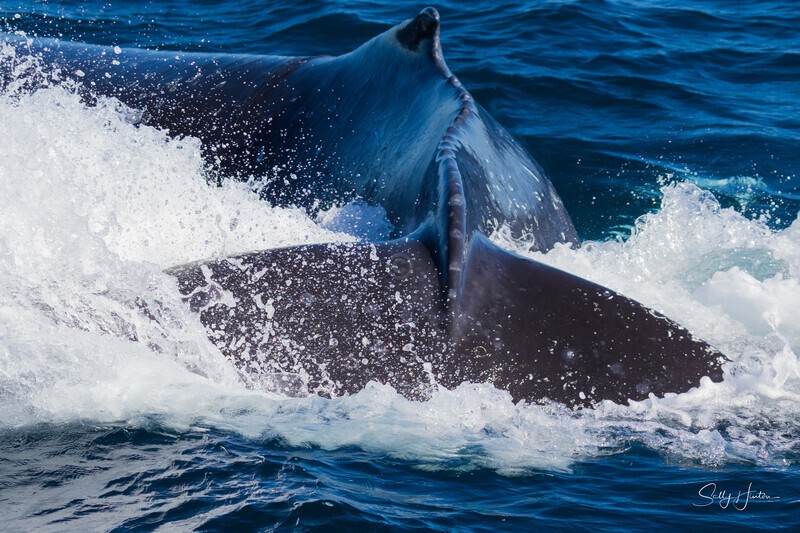 Labour thrash 2 - Humpback Whales