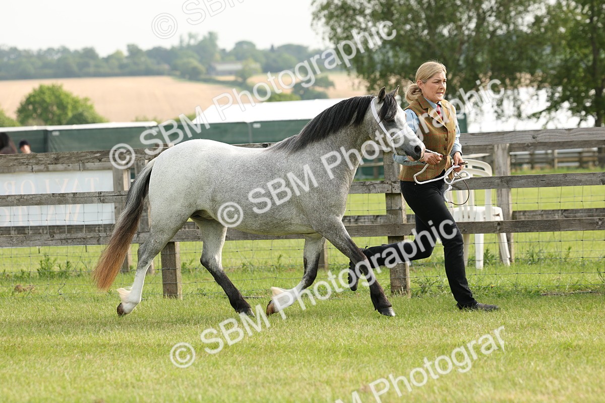 SBM_00405 - Class 6-13 - Mountatin and Moorland In Hand Welsh Breeds