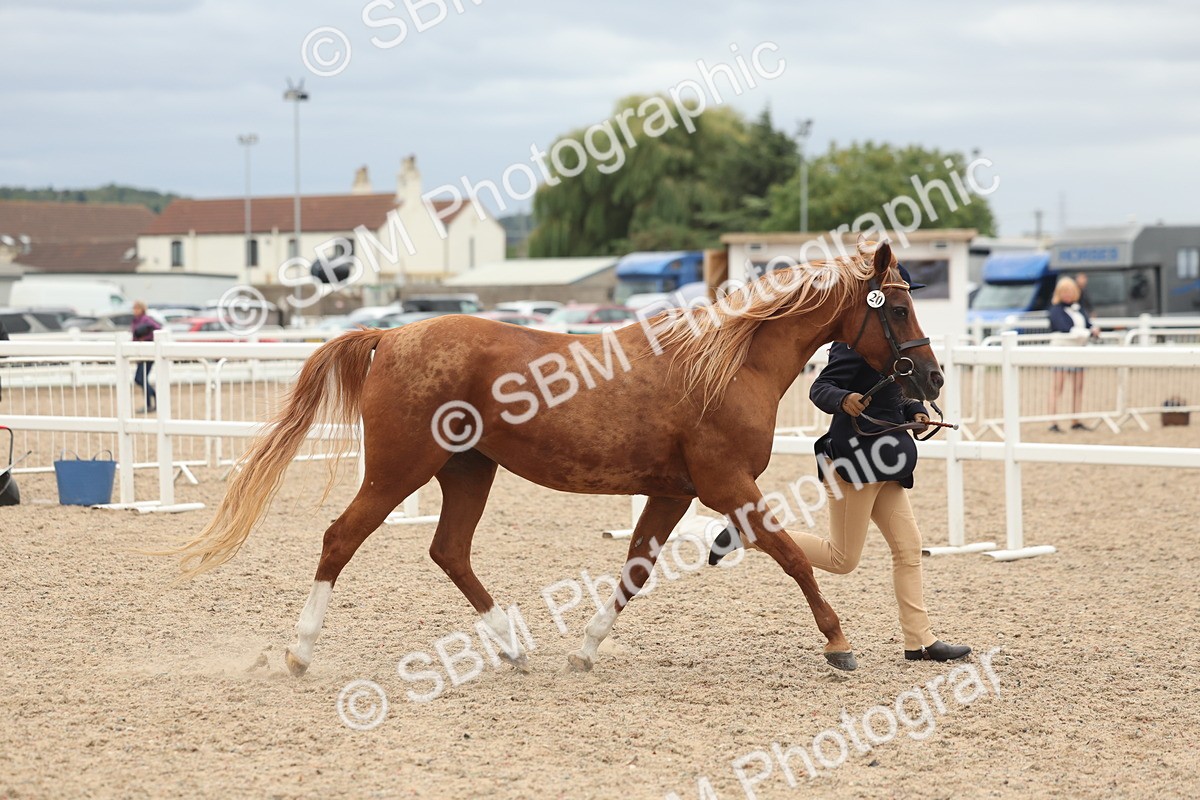 SBM_19288 - Class 317 - IH Pure Bred Horse-Pony