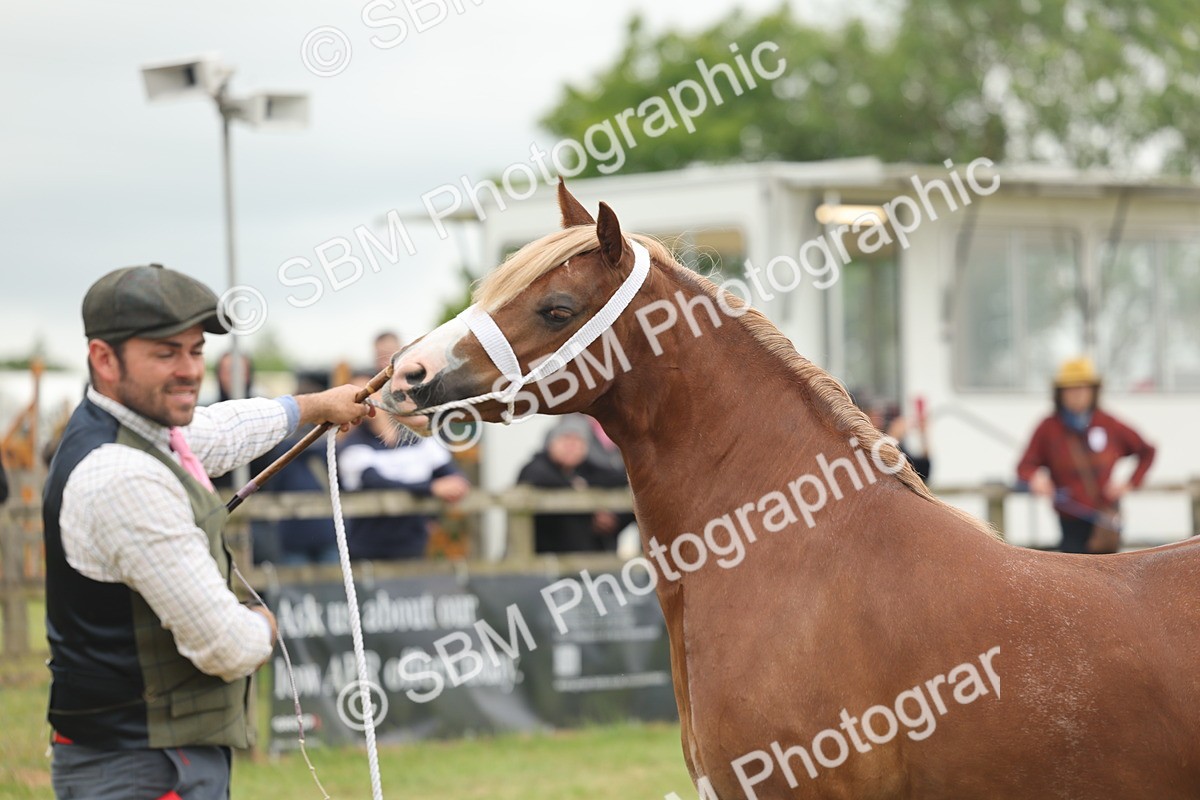 SBM_04938 - Class 50-57 - M&M Welsh Pony In Hand