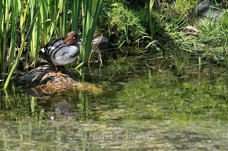 Goldeneye (female), Suomenlinna, Helsinki, Finland - Goldeneye