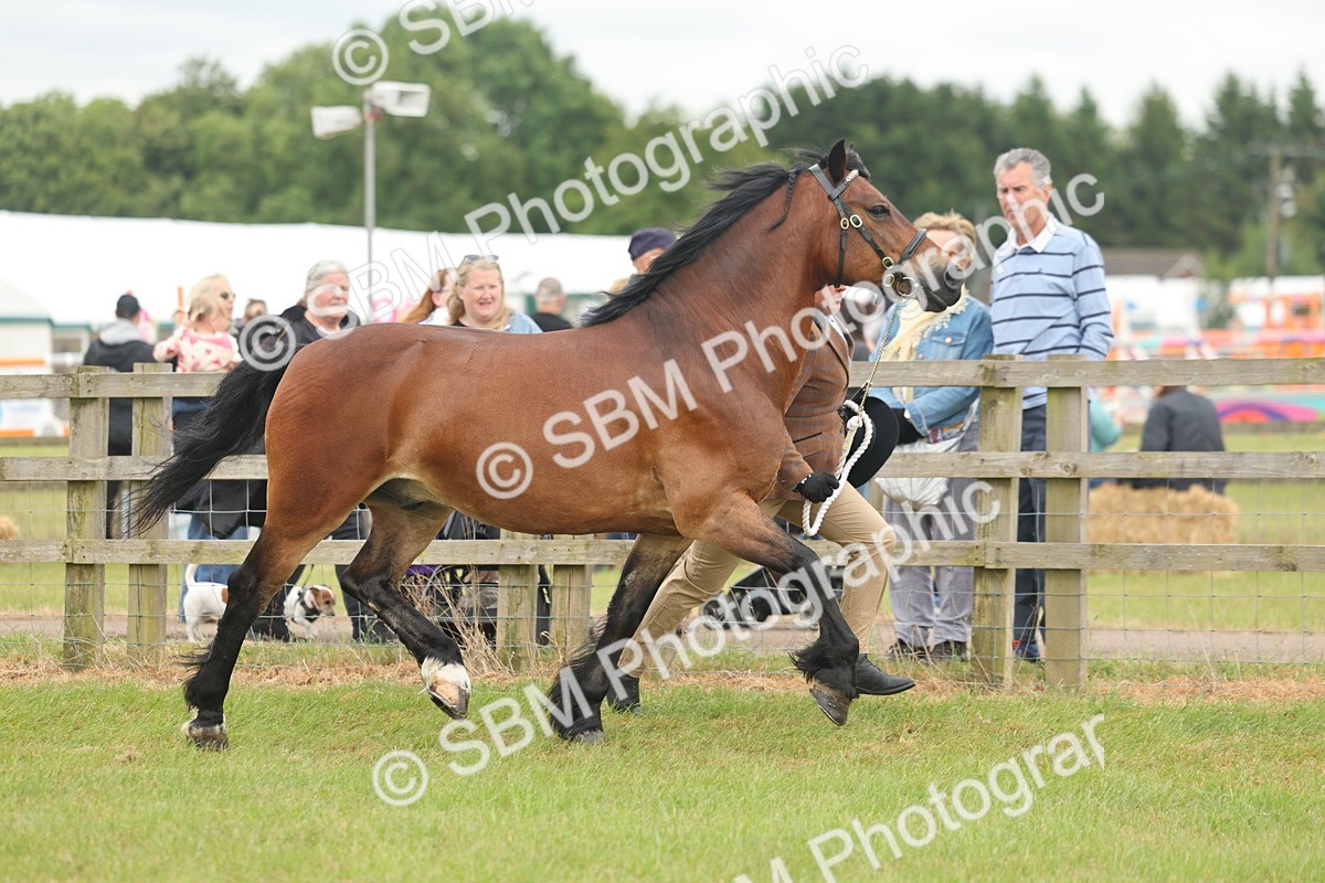 SBM_04894 - Class 50-57 - M&M Welsh Pony In Hand
