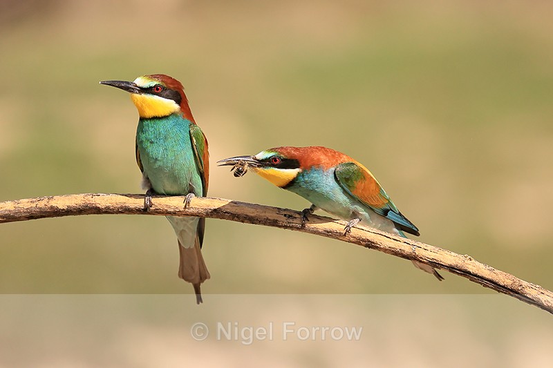 European Bee-eater offers bee to another, Montgai, Spain - European Bee-Eater