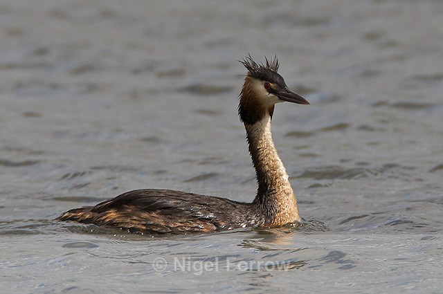 Great Crested Grebe at Otmoor - Great Crested Grebe