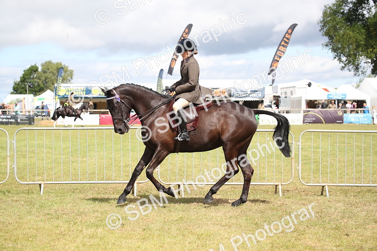 SBM_13235 - Class 95-96 - LIHS BSHA Rising Star Hack Riding Horse