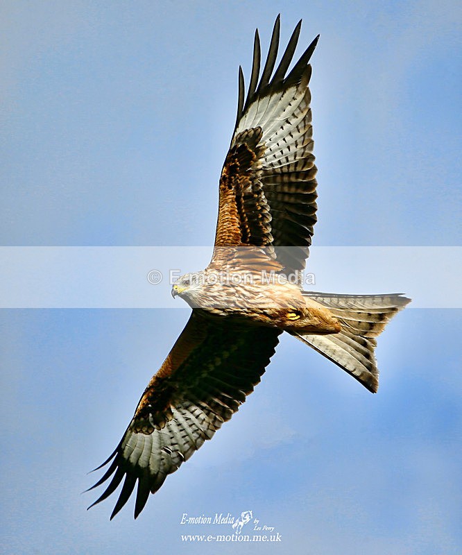 Red Kite 090122 90a - Nature