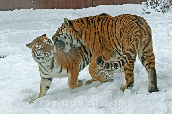 Amur Tigers - Igor & Anoushka in winter (Colchester Zoo) - Tigers