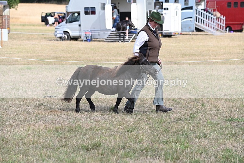 WJ6_6832 - Class 21 Shetland & Mini Horses