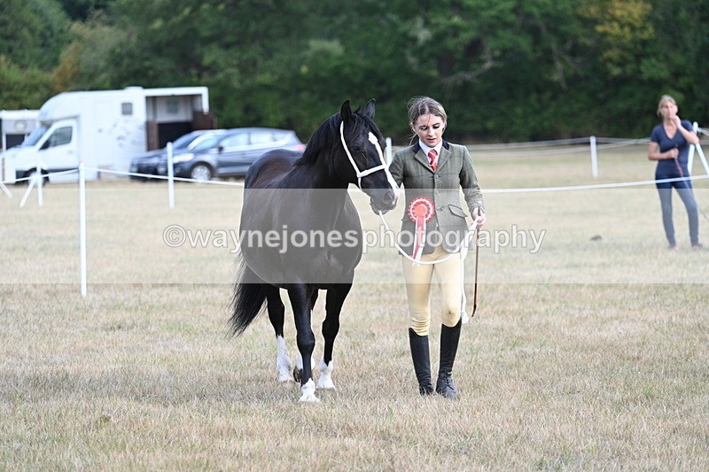 WJ7_8302 - In-hand Championship