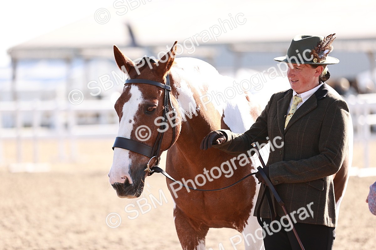 SBM_22024 - Class 702 - IH Show Horse-Pony