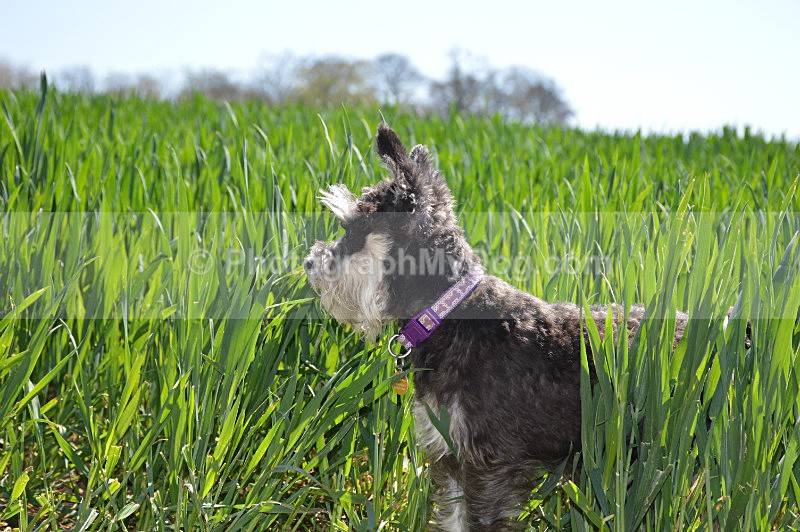  - Schnauzers