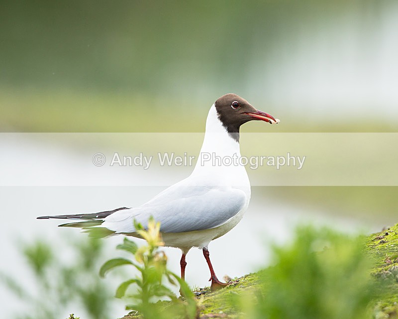 20140527-3K8A1844 - Gulls