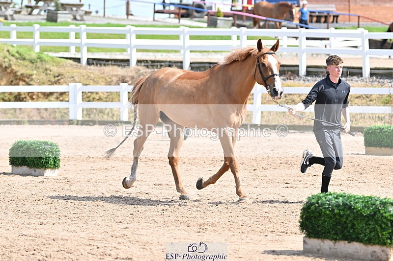 240717A-153659-02914 - Trot Up 3pm to 4pm