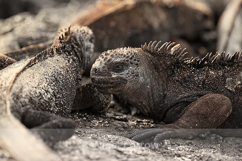 Marine Iguana, San Cristobal, Galapagos - REPTILES & AMPHIBIANS