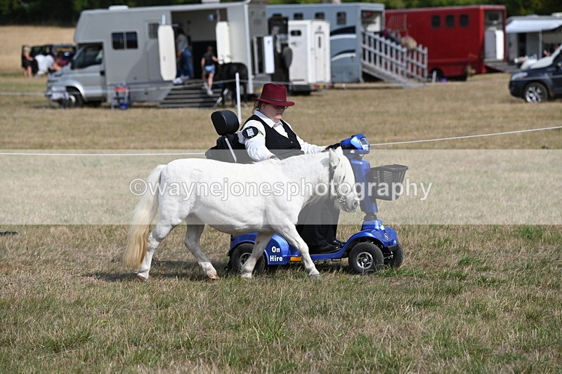 WJ6_6801 - Class 21 Shetland & Mini Horses