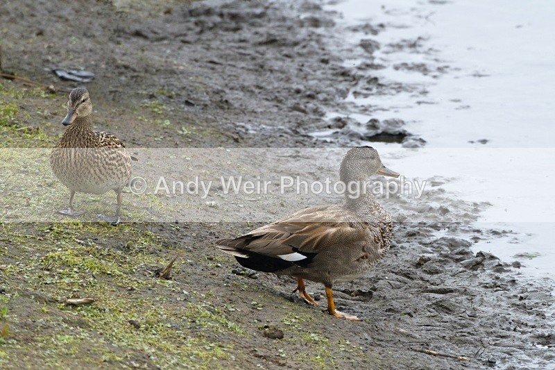 20110528-IMG_5447-430 - Gadwall