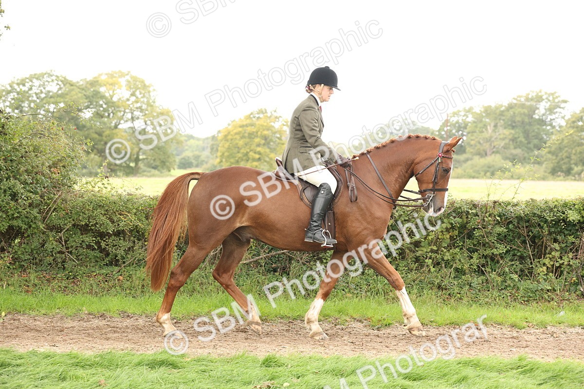 SBM_64176 - S65 - Riding Horse & Hack & Thoroughbred Ridden