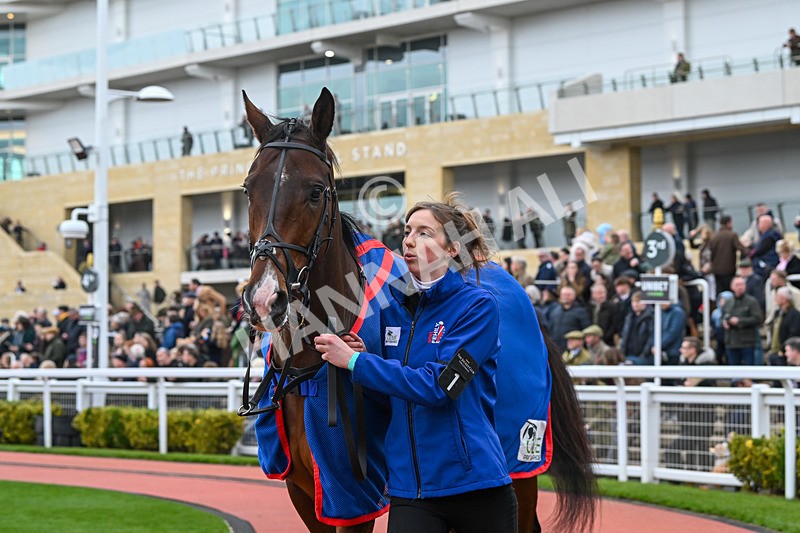 171124-Race 1-Paddock-Ace of Spades-2545 - Race 1