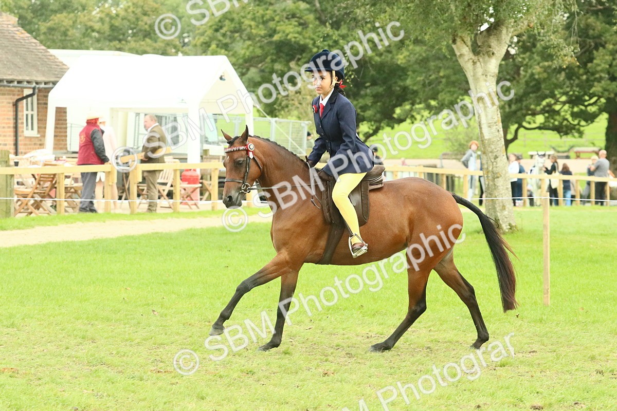 SBM_74036 - S 61 - Show Pony & Show Hunter Pony Ridden
