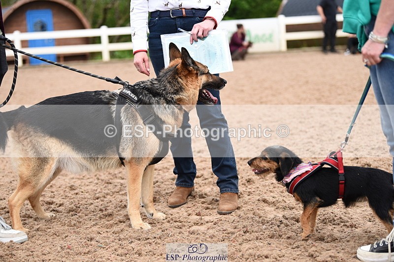 240518A-121006-01108 - Cls 3 Handsomest Dog