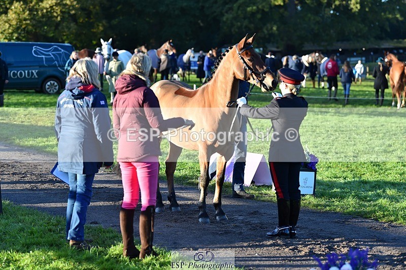 231022-085338-21430 - 614-MICRON.JOY-Ellie.Mitchell-TrotUp+SJ