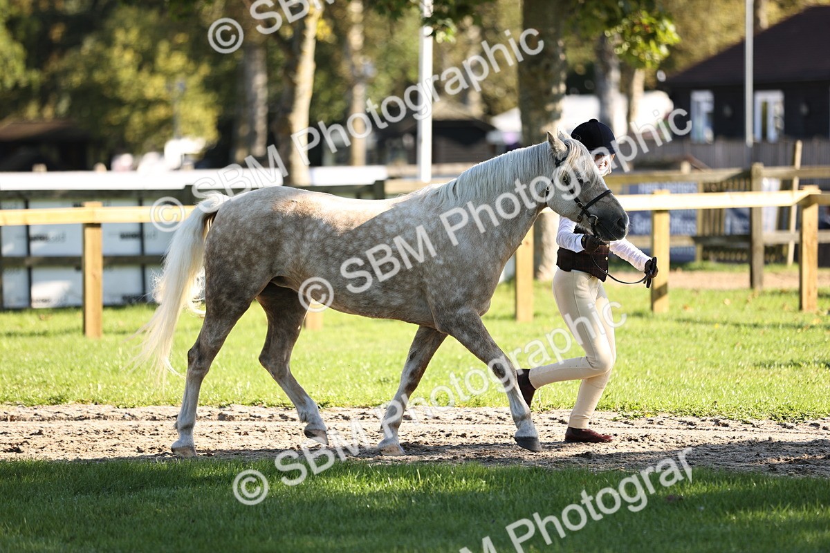 SBM_15866 - S1 - TSR in Hand Horse & Pony Showing